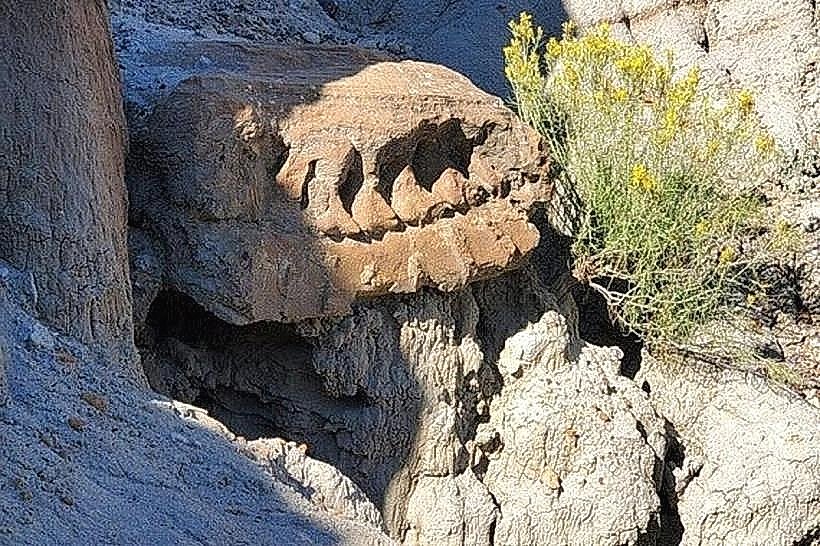 Flaxville Fossil Site