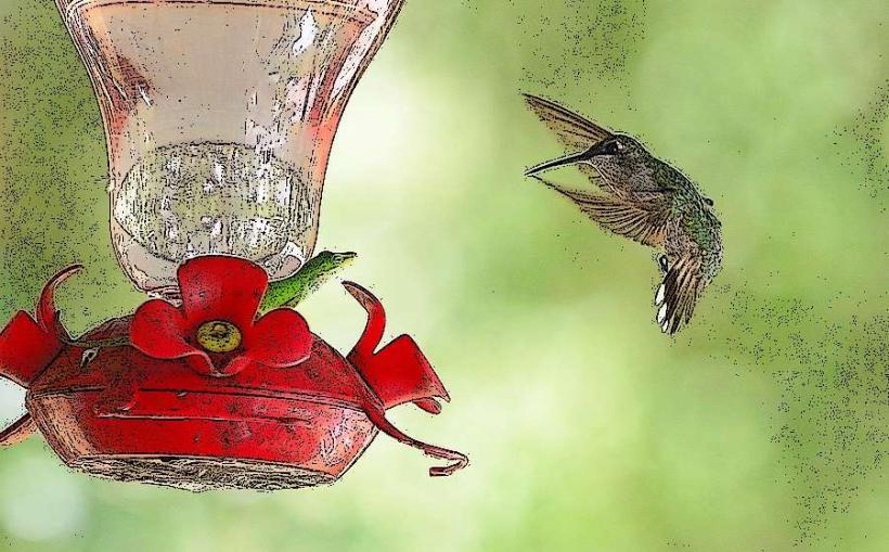 Hummingbird Sanctuary