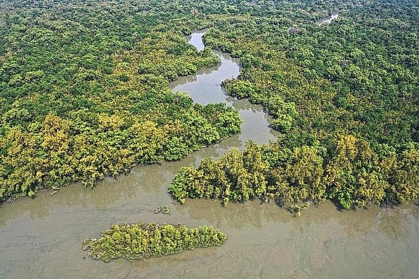 Sundarbans Mangrove Forest