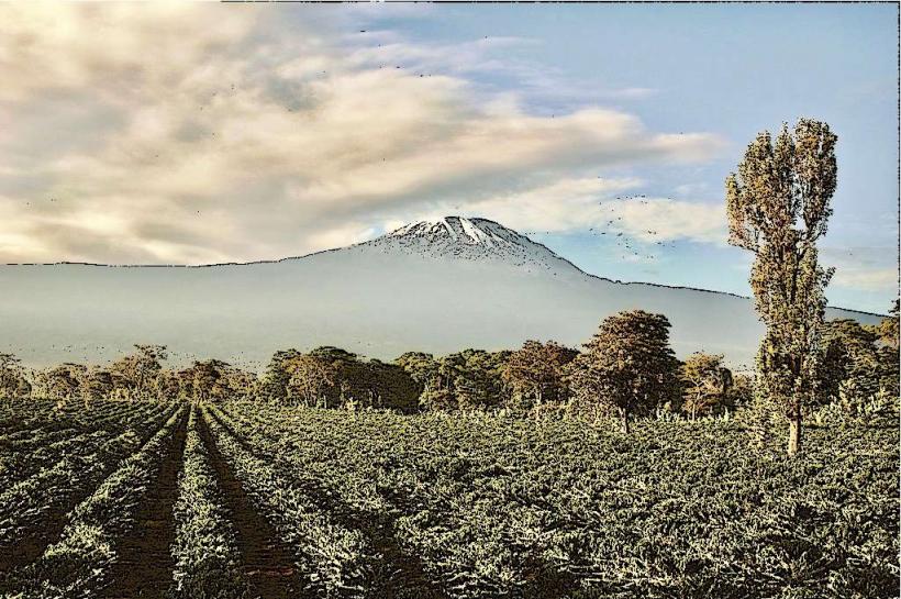 Kilimanjaro Coffee Tour