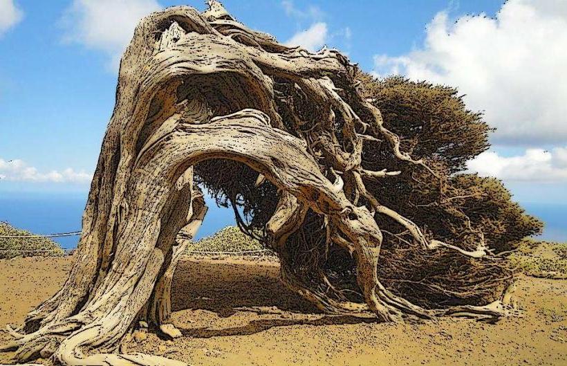 El Sabinar de La Dehesa