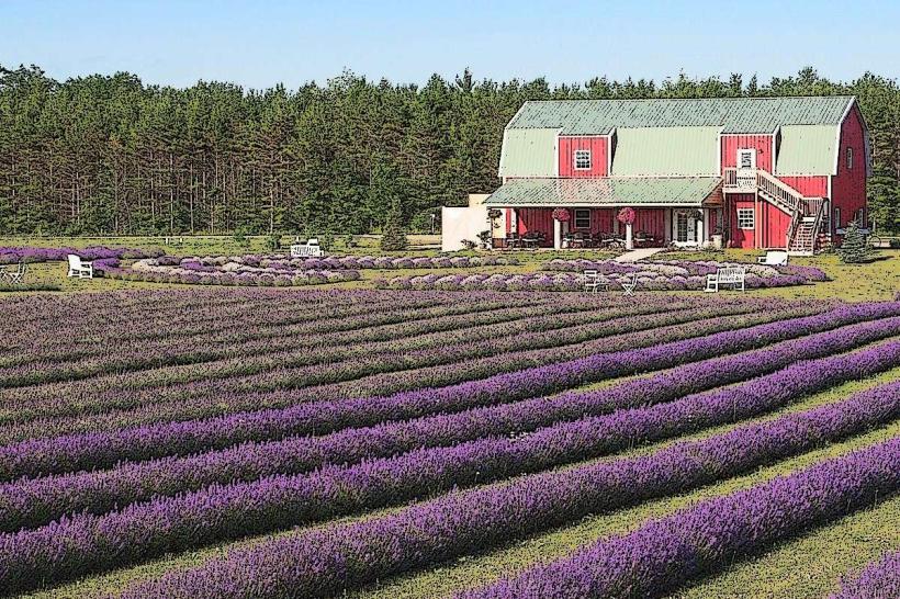 Bayfield Lavender Farm