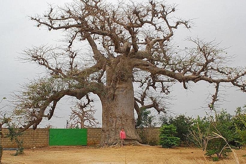 Sindia Baobab Forest