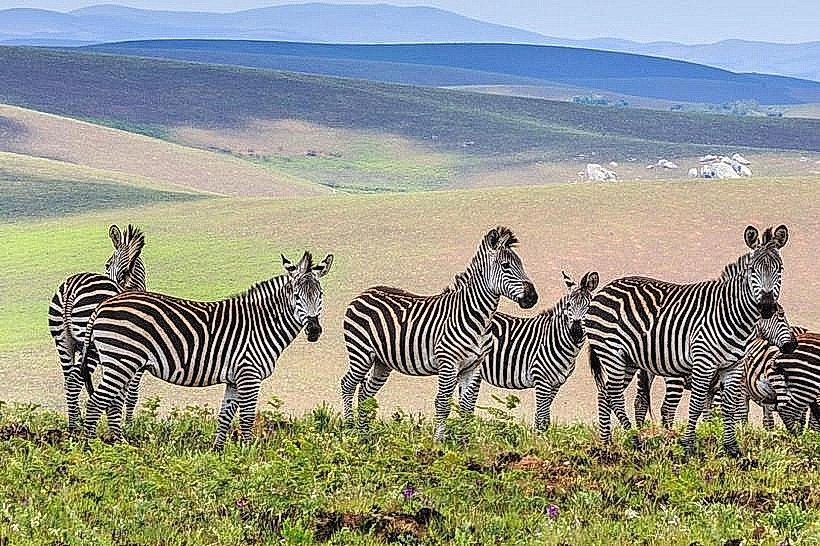 Nyika National Park