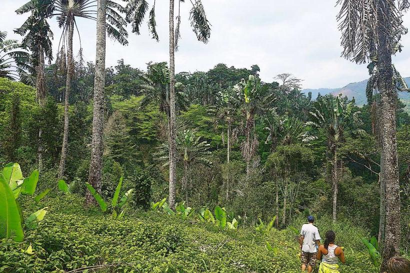 Manakara Forest Reserve
