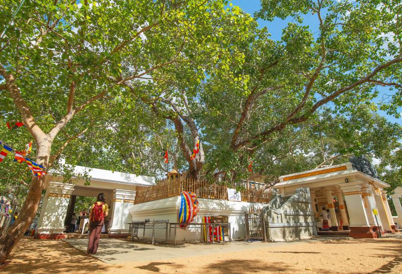 Sri Maha Bodhi Tree
