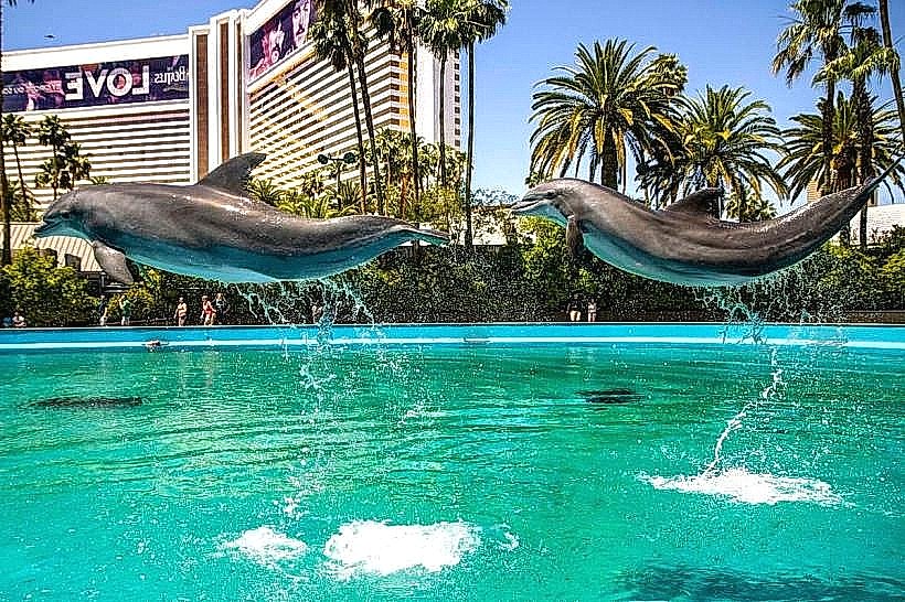 Siegfried & Roy’s Secret Garden and Dolphin Habitat