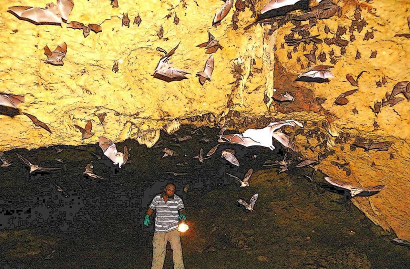 Mount Tamana Bat Caves