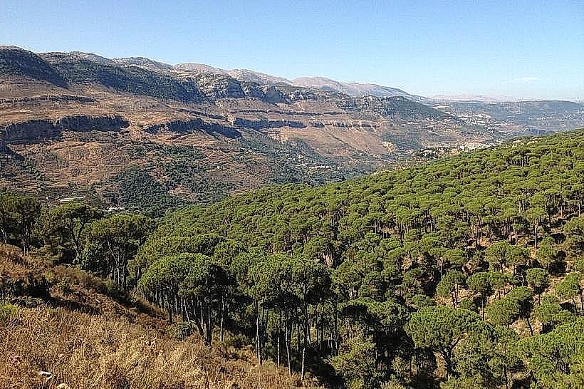Bkassine Pine Forest