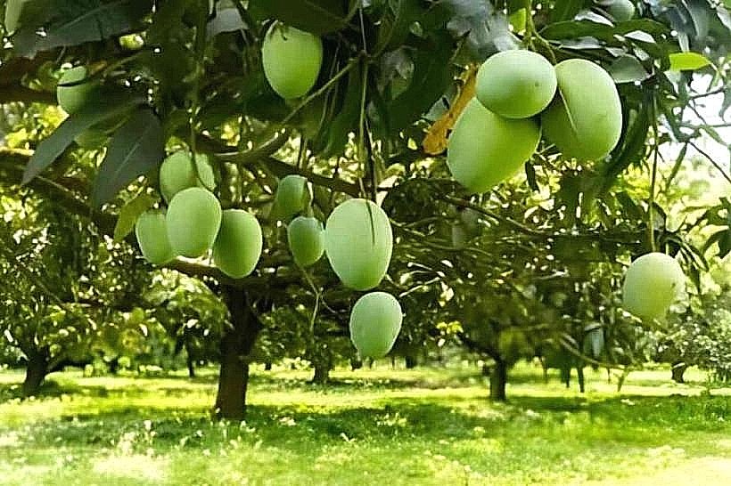 Mango Orchards
