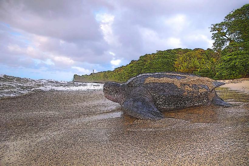 Grande Riviere Leatherback Turtle Nesting Site
