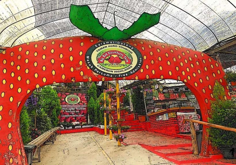 Big Red Strawberry Farm