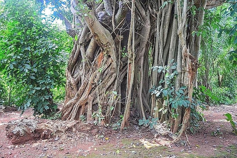 Sacred Forest of Agongointo