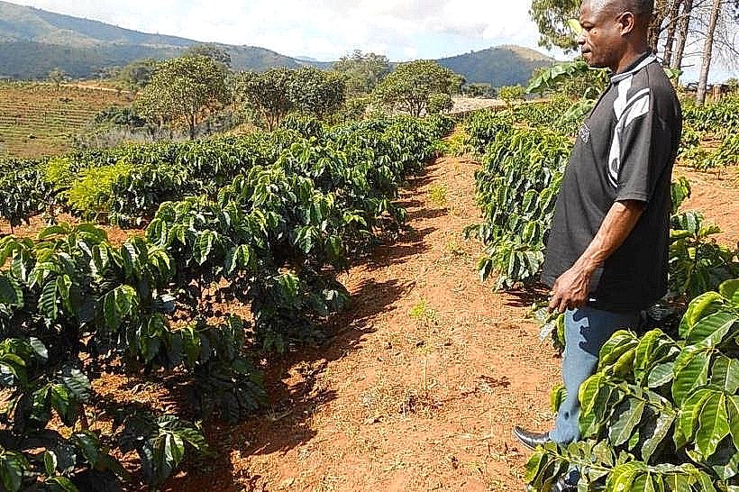 Mzuzu Coffee Planters Cooperative