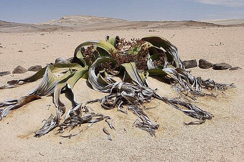 Welwitschia Drive