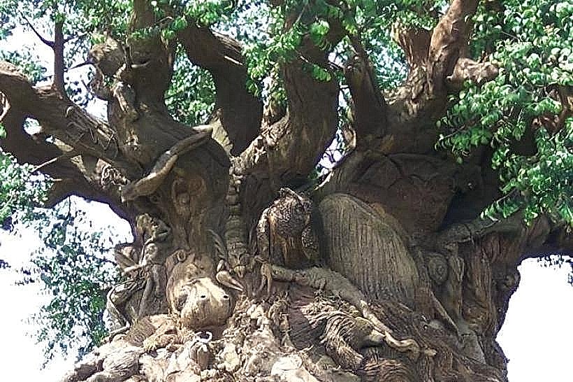 King's Tree