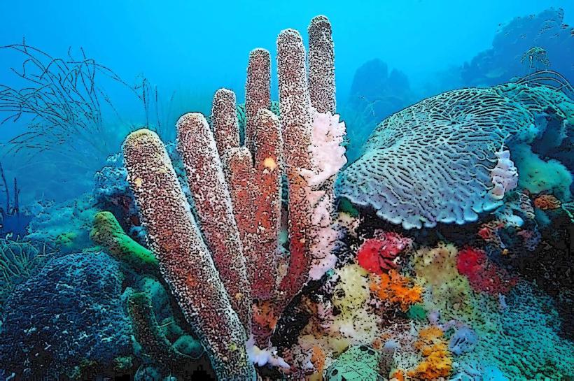 Coral Gardens of Los Roques