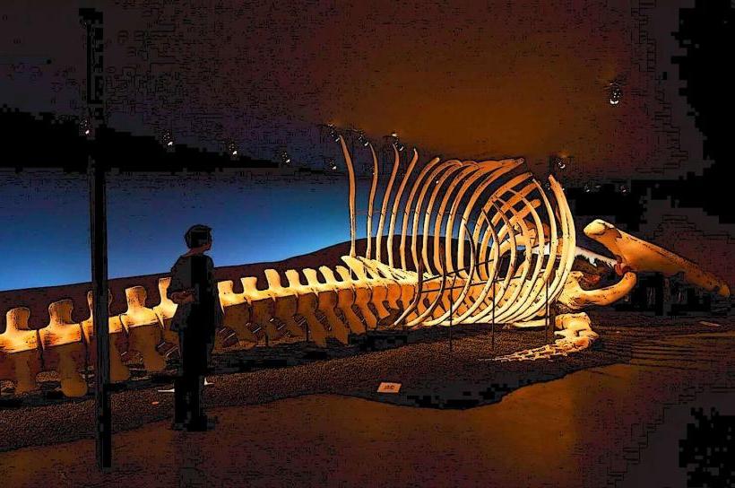 Húsavík Whale Museum