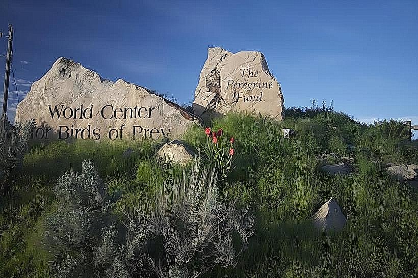 World Center for Birds of Prey