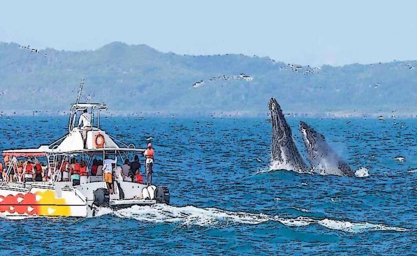 Whale Watching Excursions