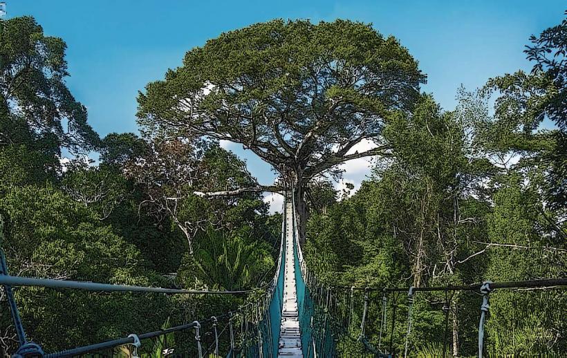 Tambopata National Reserve