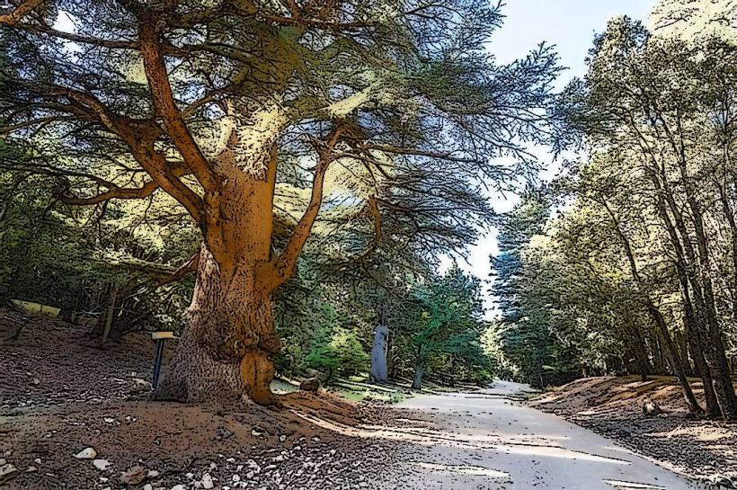 Cedre Gouraud Forest