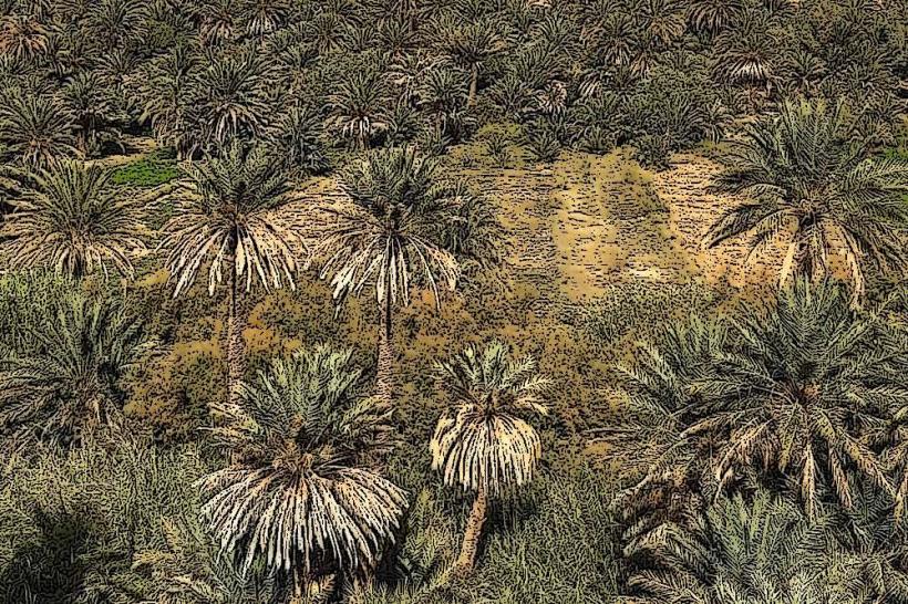 Errachidia Palm Grove