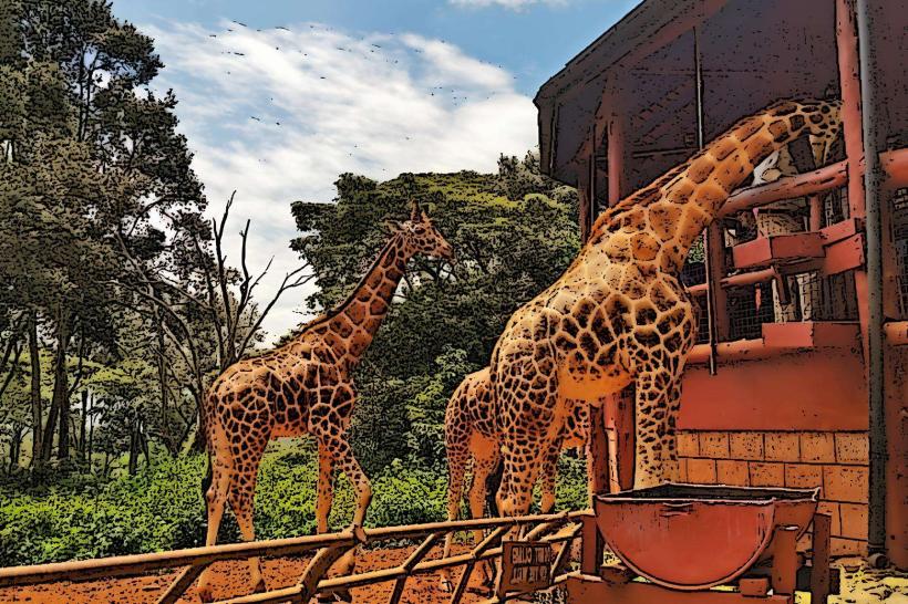 Giraffe Centre