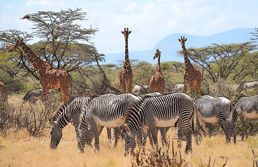 Shaba National Reserve