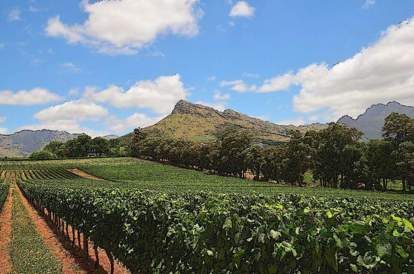 Thelema Mountain Vineyards