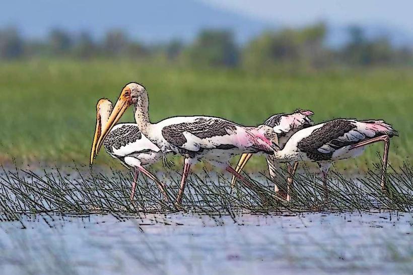 Ang Trapeang Thmor Bird Sanctuary