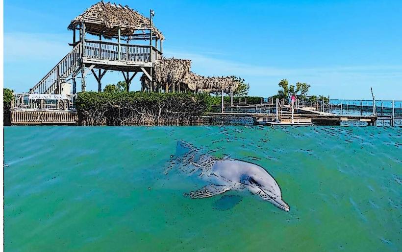 Dolphin Research Center