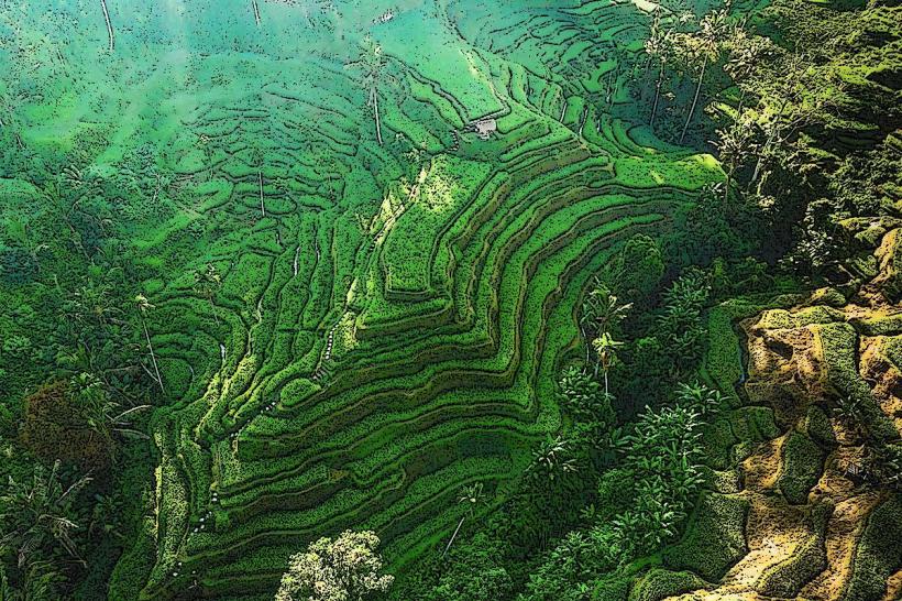 Tegallalang Rice Terraces