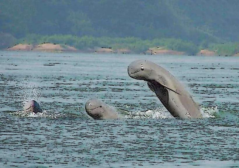 Mekong River Dolphin Habitat