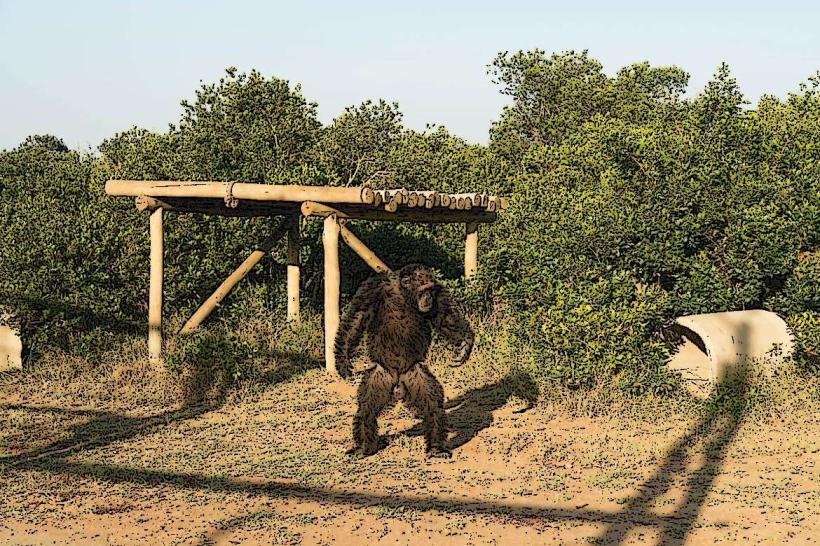 Sweetwaters Chimpanzee Sanctuary