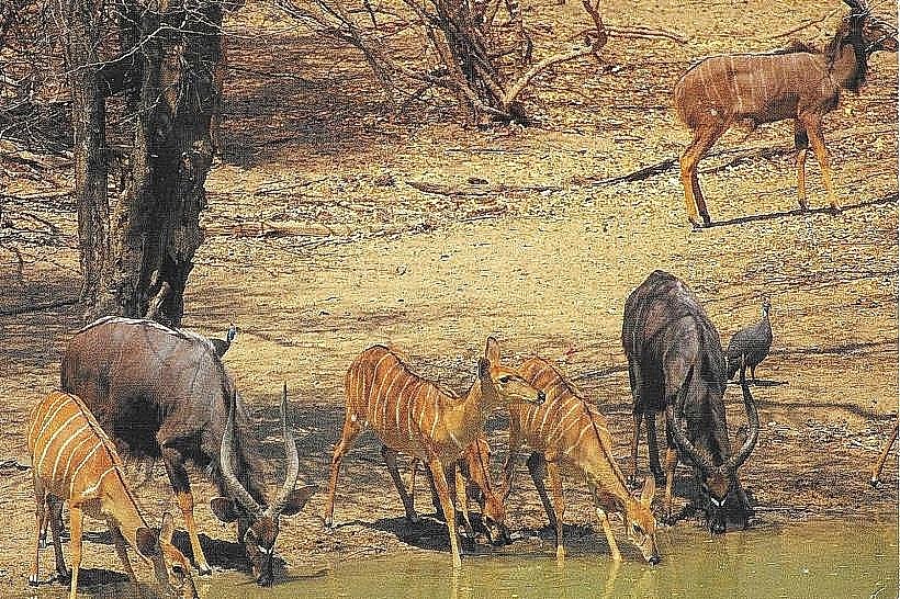 Mwabvi Wildlife Reserve
