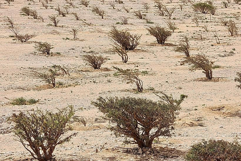 Wadi Dawkah Frankincense Trees
