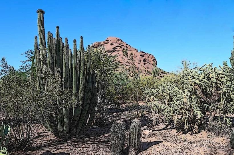 Desert Botanical Garden