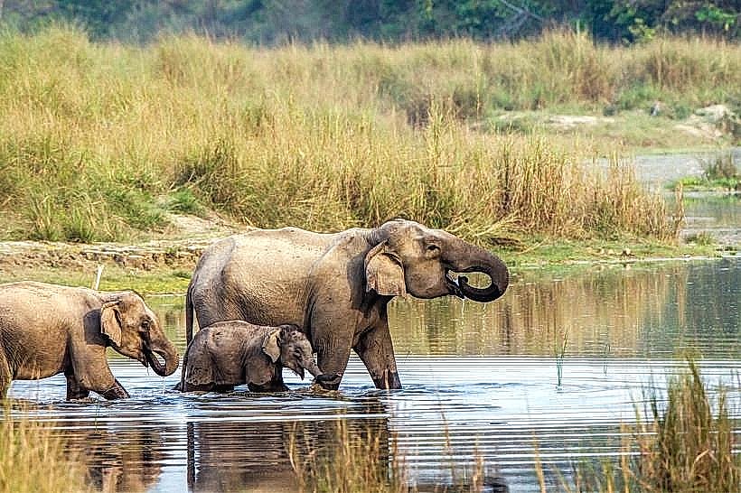 Chitwan National Park