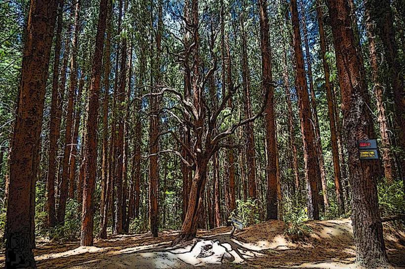 Prusia Forest Reserve