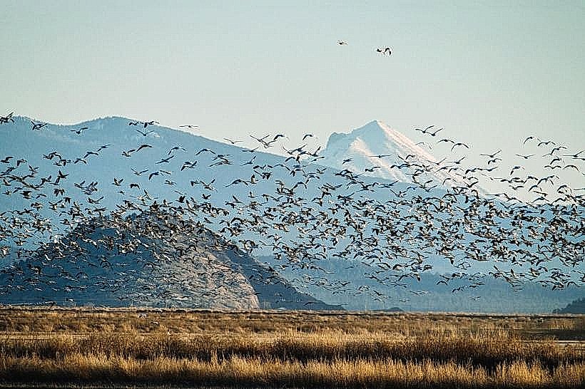 Klamath Basin National Wildlife Refuge