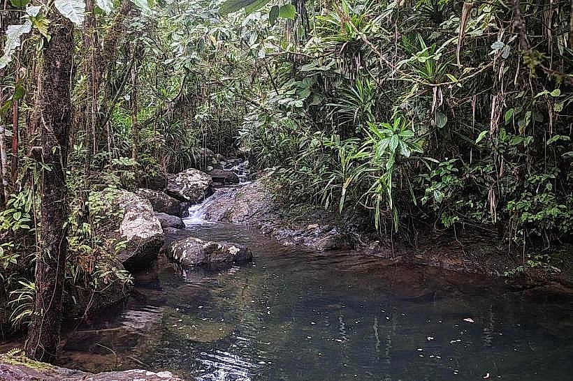 Waisali Rainforest Reserve