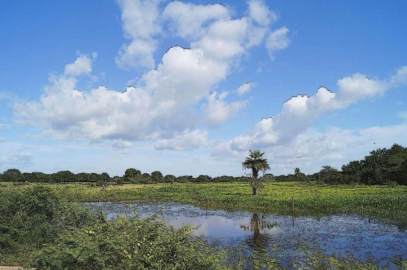 Los Llanos Wetlands