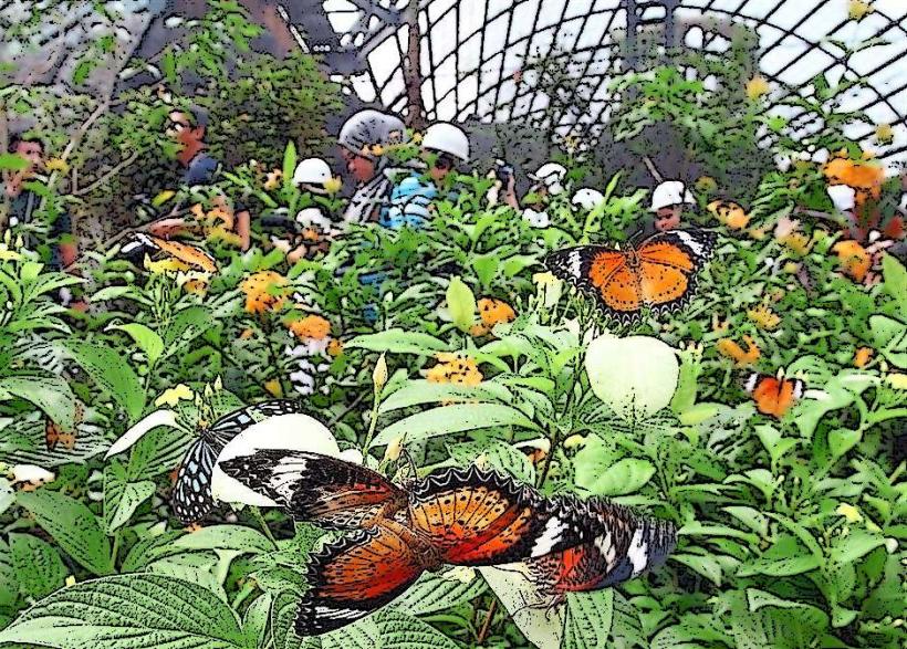 Zanzibar Butterfly Centre