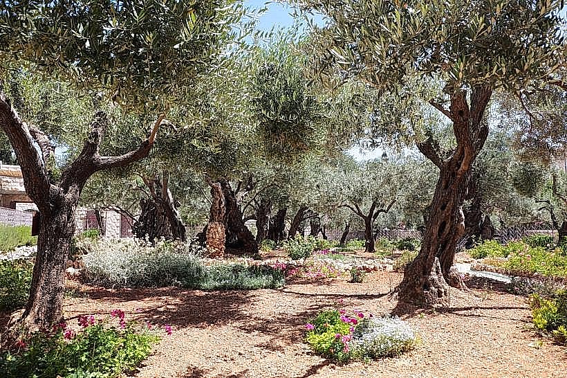 Garden of Gethsemane