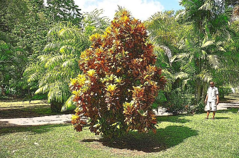 Roseau Botanic Gardens