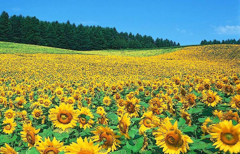 Nghe An Sunflower Field