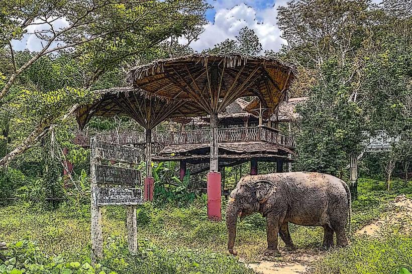 Phuket Elephant Sanctuary