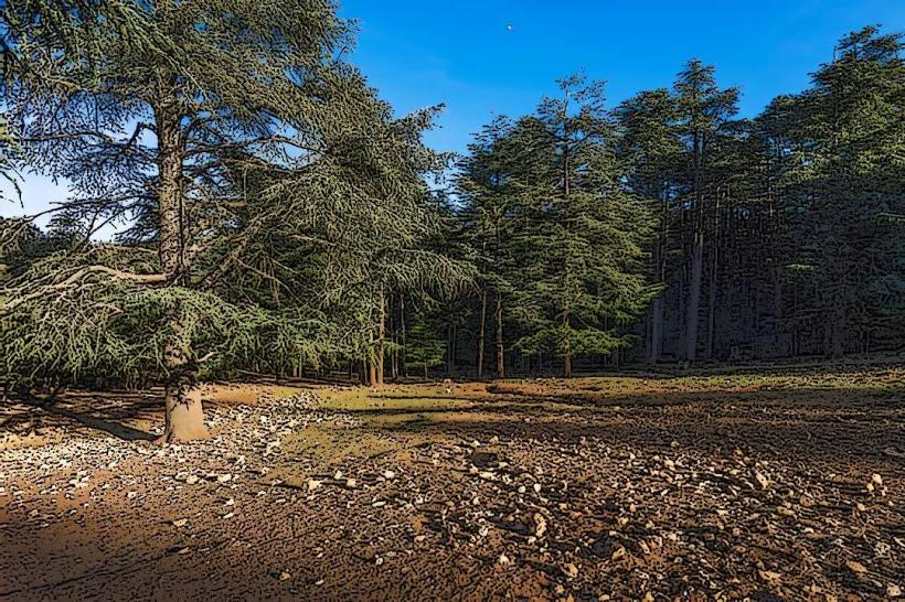 Azrou Cedar Forest