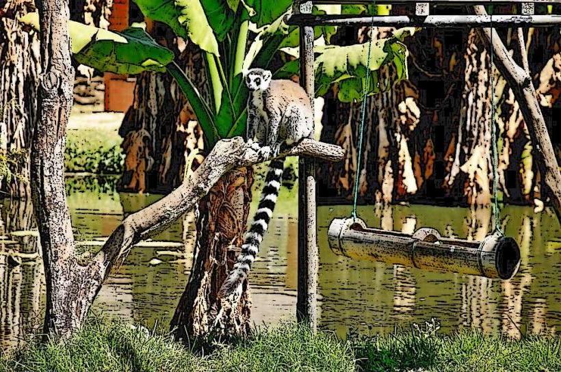 Parc Botanique et Zoologique de Tsimbazaza